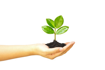 ้้hand holding and caring a young green plant