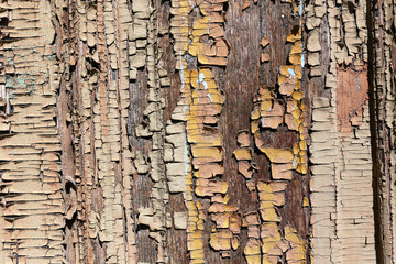 Obraz premium Old wooden texture