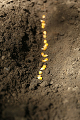 Sowing seeds into soil