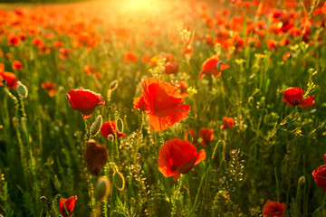 Obraz na płótnie Canvas Poppies field at sunset
