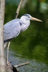 great blue heron close up