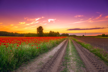 Poppies field at sunset