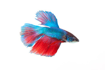 Fototapeta premium Siamese fighting fish isolated on white background
