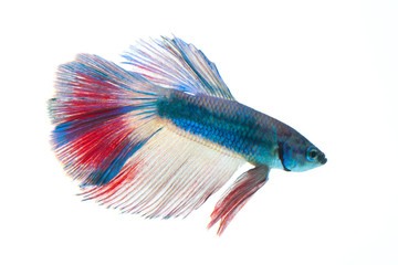 Siamese fighting fish isolated on white background