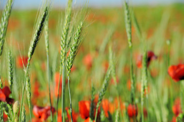 Poppies in a green wheat field