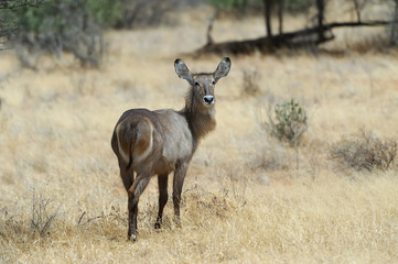 Waterbuck