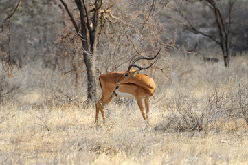 Impala