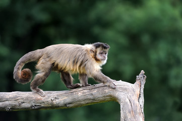 Capuchin monkey