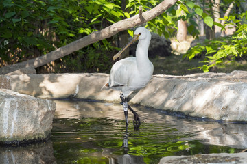 Eurasian spoonbill (Platalea leucorodia)