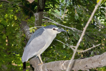 Black-crowned night heron (Nycticorax nycticorax)
