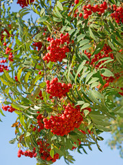 Eberesche - Sorbus aucuparia