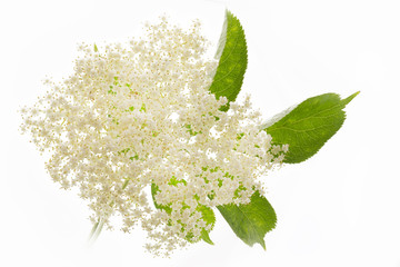 Holunderblüten auf weißem Hintergrund