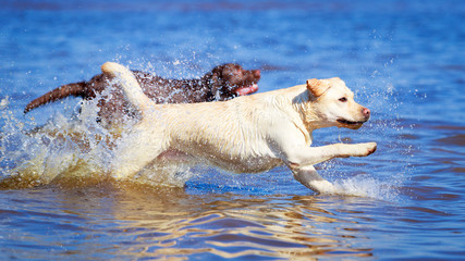 two  labrador retriever dog
