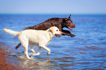 two  labrador retriever dog