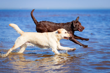 two  labrador retriever dog