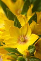 yellow flowers Lysimachia punctata macro vertical