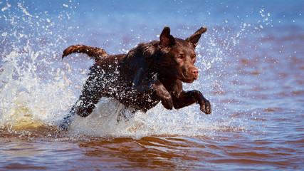 chocolate labrador retriever dog