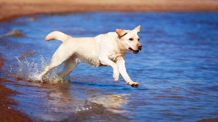 yellow labrador retriever dog