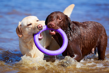 two  labrador retriever dog