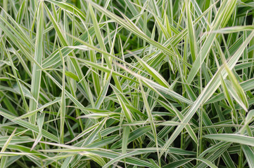 Field germination of corn closeup