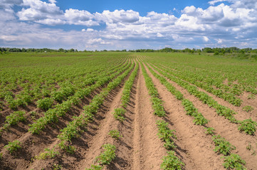 Fototapeta na wymiar The processed field of growing potatoes with sky in the backgrou