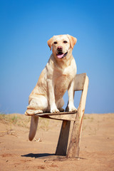 yellow labrador retriever dog