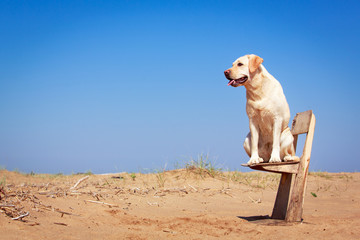 yellow labrador retriever dog