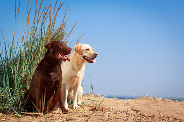 two  labrador retriever dog