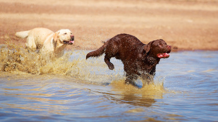 two  labrador retriever dog