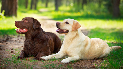two  labrador retriever dog - 66323610