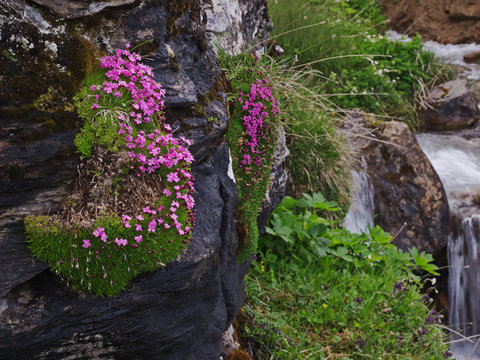 Alpine rock-jasmine, Alpenmannsschild (Androsace alpina)
