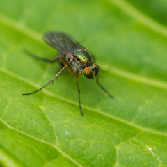 Tiny True Fly