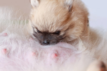 Pomeranian cream puppy