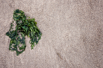 piece of green seaweed © Samiylenko