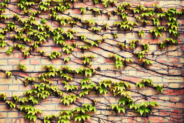 Wall