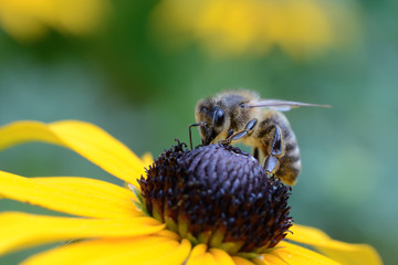 Biene saugend auf Sonnenhut