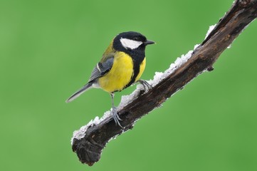 Great tit in the winter.