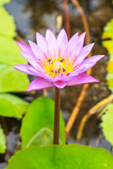 Purple lotus