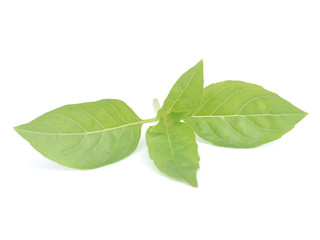 Obraz premium Sweet basil leaves isolated on white background