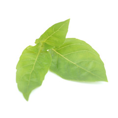 Fototapeta premium Sweet basil leaves isolated on white background