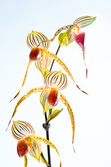 Paphiopedilum Lady Isabel
