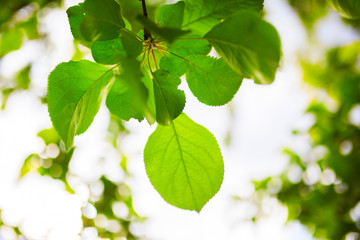 Green apple leaves with blurred bokeh background