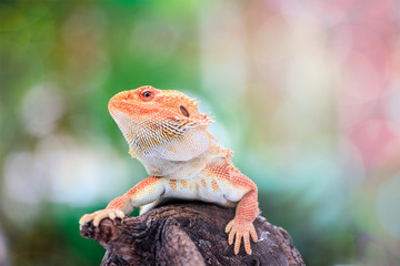 Hypo Leatherback Bearded Dragon perched on log
