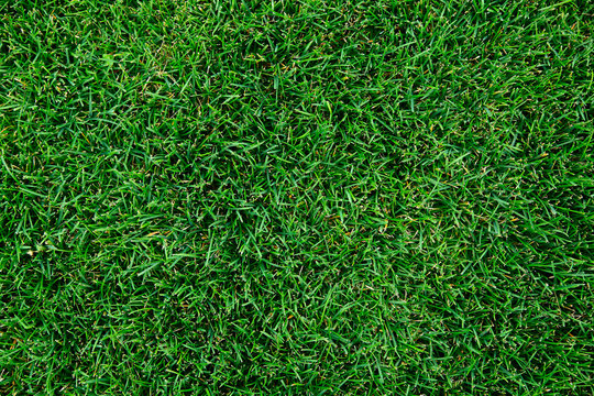 Beautiful green grass texture.