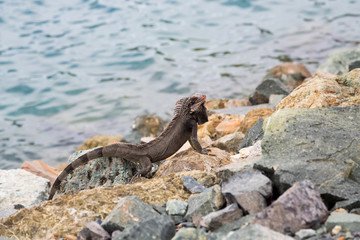 Iguana Crawling on Rocks