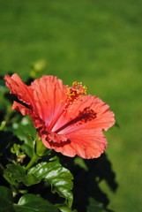 Hibiscus