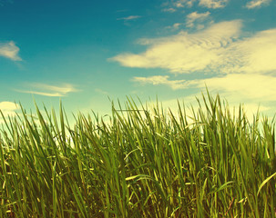 Green grass on sky  background.  Toned image