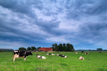 cow on pasture during clouded morning
