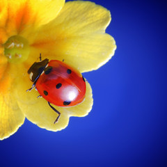 ladybug