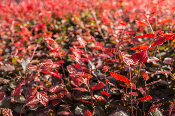 Red leaves in backlight